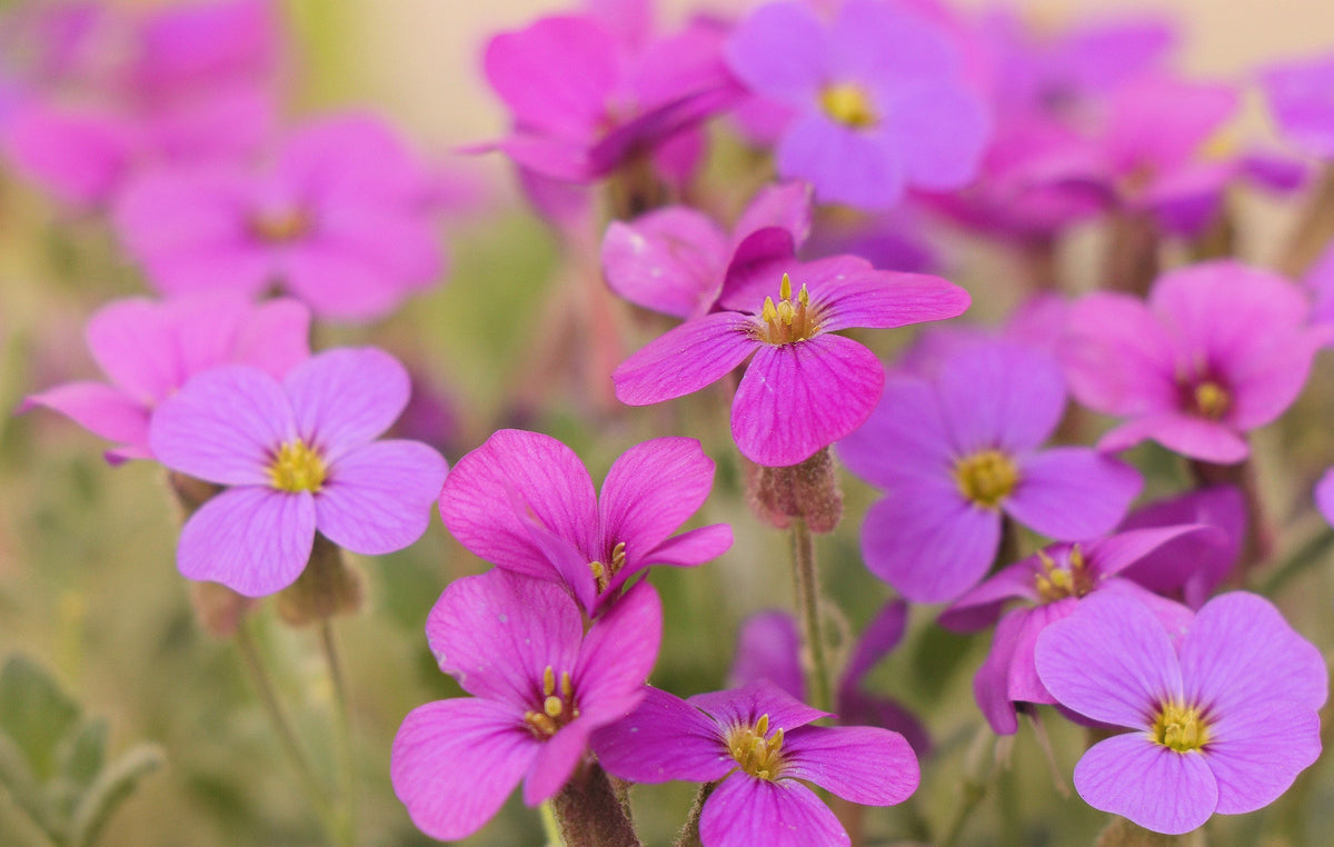 Spring Charm Rockcress Seeds – Rose Rock Cress Arabis Arendsii Flower Mix – photo 6