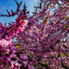 40 CHINESE REDBUD Cercis Chinensis Shrub Small Tree Pink Purple Flower Seeds