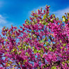 40 CHINESE REDBUD Cercis Chinensis Shrub Small Tree Pink Purple Flower Seeds