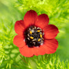 Adonis Pheasants Eye Seeds – Adonis Aestivalis Red & Black Flower – photo 2