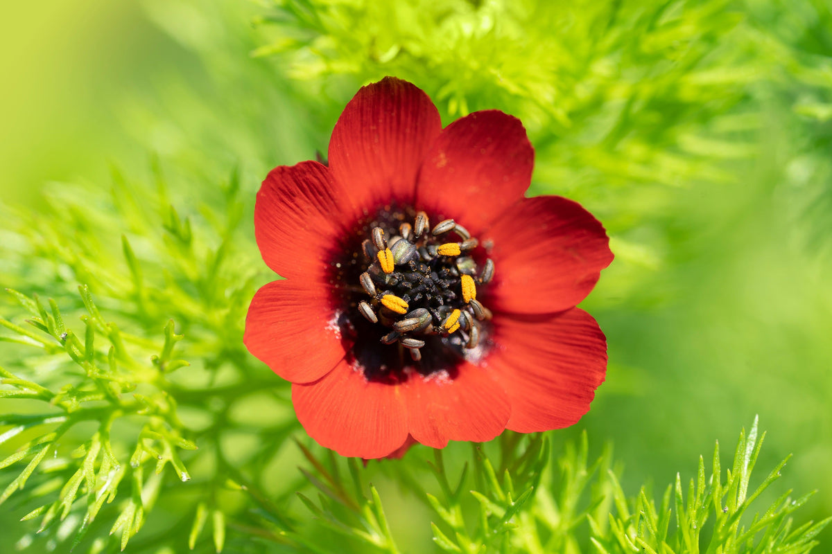 Adonis Pheasants Eye Seeds – Adonis Aestivalis Red & Black Flower – photo 2