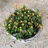 100 TOOTHACHE / EYEBALL PLANT Spilanthes Oleracea Red & Yellow Flower Herb Seeds
