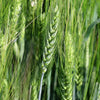 300 Wrens Abruzzi WINTER RYE Secale Cereale Grain Cover Crop Seeds