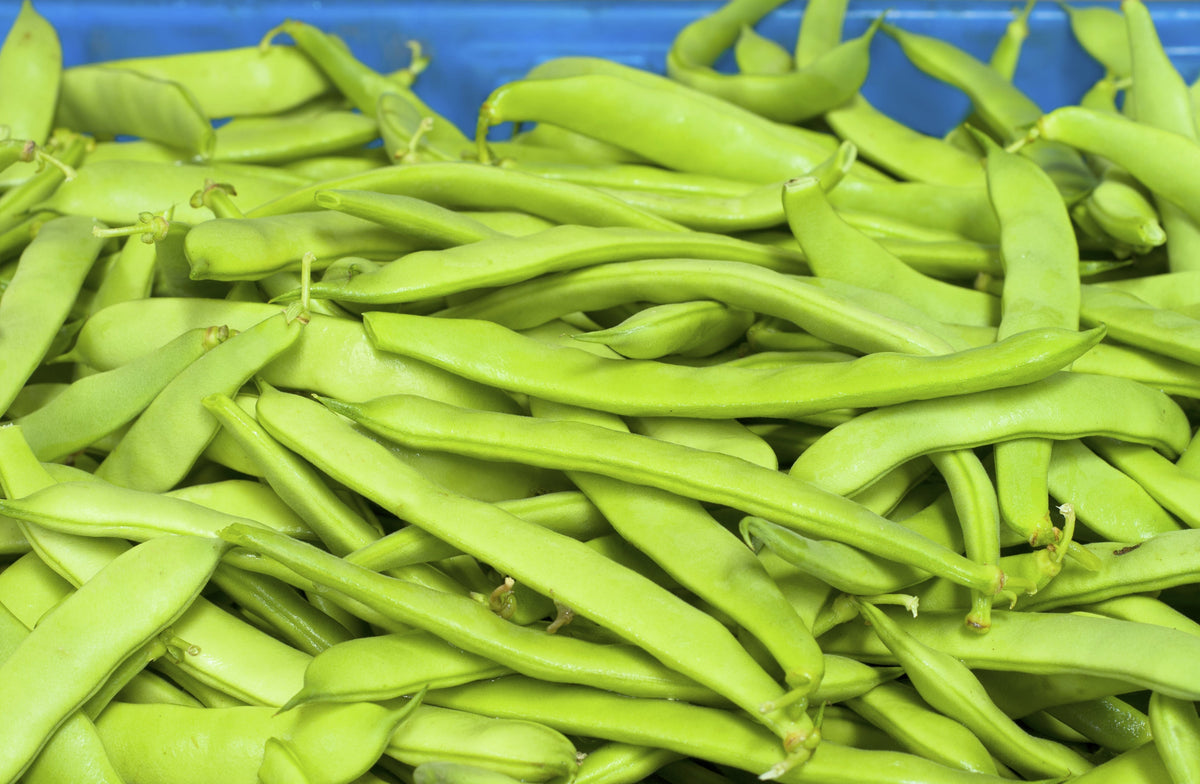 Romano Bush Bean Seeds – Italian Flat Green Pod Phaseolus Vulgaris Vegetable – photo 6