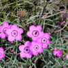 550 MAIDEN PINKS Mixed Colors Dianthus Deltoides Flower Seeds