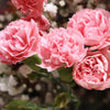 50 La France PINK CARNATION Dianthus Caryophyllus Chabaud Flower Seeds