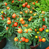 30 Dwarf Cherry TOMATO TINY TIM Solanum Lycoperscium Red Fruit Seeds