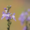 Blue Toadflax Seeds – Linaria Canadensis Antirrhinum Canadian Flower – photo 6