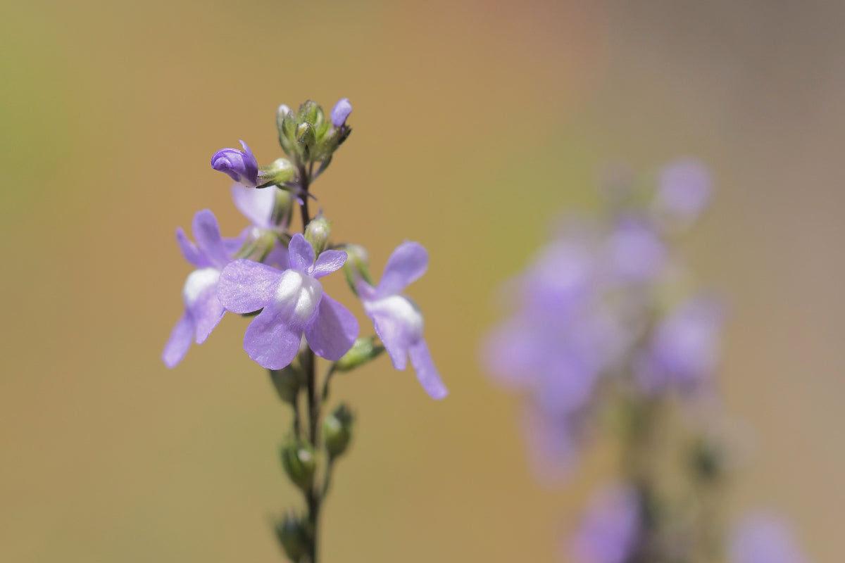 Blue Toadflax Seeds – Linaria Canadensis Antirrhinum Canadian Flower – photo 6