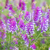 100 HAIRY CROWN VETCH (Russian Vetch) Vicia Villosa Flower Vine Seeds