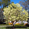 3 FRINGE TREE Chionanthus Virginicus Old Man's Beard White Flower Seeds