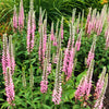 50 Pink VERONICA Longifolia / SPIKE SPEEDWELL Flower Seeds