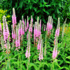 50 Pink VERONICA Longifolia / SPIKE SPEEDWELL Flower Seeds