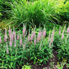 50 Pink VERONICA Longifolia / SPIKE SPEEDWELL Flower Seeds