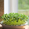 300 FENUGREEK Trigonella Foenum Graecum Herb Flower Seeds