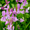 10 WOOD HYACINTH Mixed Colors English Woodland Spanish Bluebell Scilla Campanulata Hyacinthoides Hispanica Pink Purple White Flower Seeds