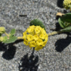 20 YELLOW SAND VERBENA Coastal Abronia Latifolia Arenaria Flower Seeds