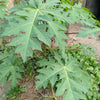 10 DWARF WAIMANALO PAPAYA Solo Hawaiian Carica Fruit Tree Houseplant Seeds