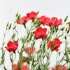 500 Red SCARLET FLAX Linum Grandiflorum Rubrum Flower Seeds