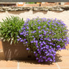 Lilac Purple Lobelia Regatta Lobelia Erinus Flower Seeds – photo 4