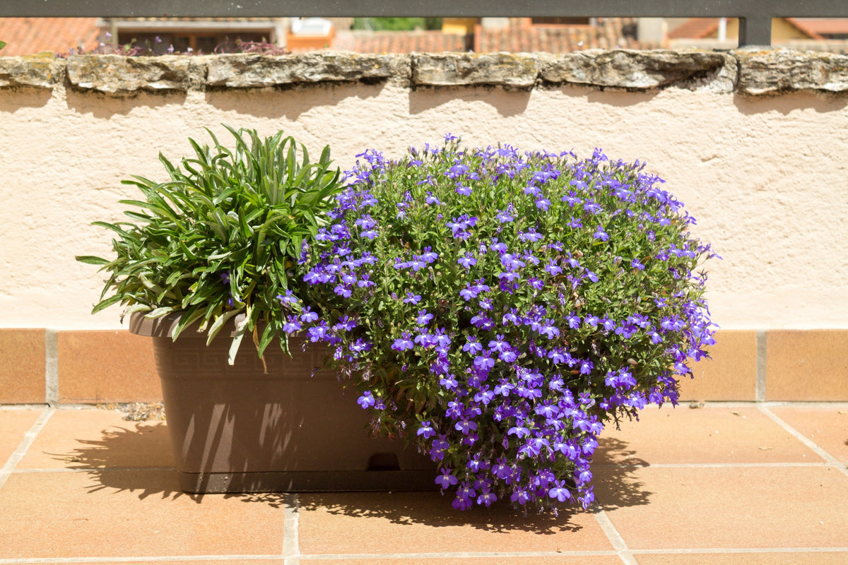 Lilac Purple Lobelia Regatta Lobelia Erinus Flower Seeds – photo 4