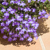 Lilac Purple Lobelia Regatta Lobelia Erinus Flower Seeds – photo 3
