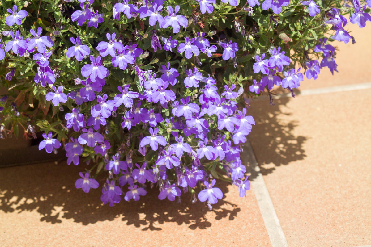 Lilac Purple Lobelia Regatta Lobelia Erinus Flower Seeds – photo 3