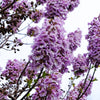 400 Royal PAULOWNIA EMPRESS TREE Tomentosa Flower Seeds