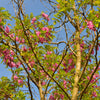 15 ROSE LOCUST / Pink ACACIA Flower Robinia Hispida Fertilis Tree Shrub Seeds