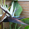 5 GIANT BIRD OF PARADISE Tree Strelitzia Nicolai Wild Banana White Crane Blue Purple Flower Houseplant Seeds