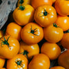 150 GOLDEN JUBILEE TOMATO Yellow Lycopersicon Lycopersicum Fruit Vegetable Seeds
