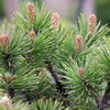 25 MUGO PINE Dwarf Evergreen Pinus Pumilio Shrub Seeds