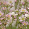 50 Light Pink TUNIC FLOWER Coat Flower Petrorhagia Saxifraga Saxifrage Seeds