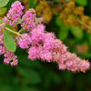 50 ROSE DOUGLAS SPIREA Pink Hardhack Steeple Bush Spiraea Douglasii Flower Shrub Seeds