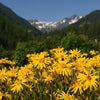 15 MOUNTAIN ARNICA Montana Wolf's Bane Yellow Flower Herb Seeds