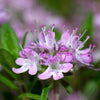 1000 LEMON THYME Thymus Pulegioides Herb Purple Flower Fragrant Evergreen Seeds