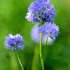 1500 GLOBE GILIA Bluehead Gilia Capitata Thimble Flower Seeds