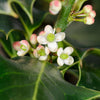 40 ENGLISH HOLLY Ilex Aquifolium aka European Common or Christmas Holly Evergreen Tree Shrub Berry Seeds