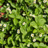 20 ' PINEAPPLE CRUSH ' STRAWBERRY Everbearing Fragaria Vesca Alpine White Yellow Berry Seeds