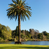 10 CANARY ISLAND Date PALM Phoenix Canariensis Tree Seeds
