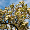 20 ASIAN PEAR TREE Pyrus Pyrifolia Oriental Japanese Fruit Seeds