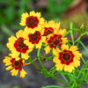 1000 GOLDEN WAVE COREOPSIS (Goldenmane Tickseed) Coreopsis Basalis Flower Seeds