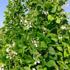 50 KENTUCKY WONDER Pole BEAN Phaseolus Vulgaris Vegetable Seeds