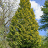 25 THUJA TREE Cedar Thuja Occidentalis Conifer Seeds