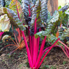 40 PINK LIPSTICK SWISS CHARD Vegetable Seeds Perpetual Spinach Beta Vulgaris Seeds