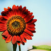 25 Red VELVET QUEEN SUNFLOWER Helianthus Annuus Flower Seeds