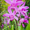 50 Hardy CHINESE GROUND ORCHID Bletilla Striata Purple Flower Seeds