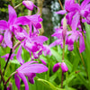 50 Hardy CHINESE GROUND ORCHID Bletilla Striata Purple Flower Seeds