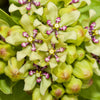 20 Green SPIDER MILKWEED Asclepias Viridis White Purple Monarch Flower Seeds