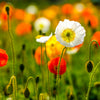 Iceland Poppy Mix Seeds – Papaver Nudicaule Mixed Colors Flower – photo 11